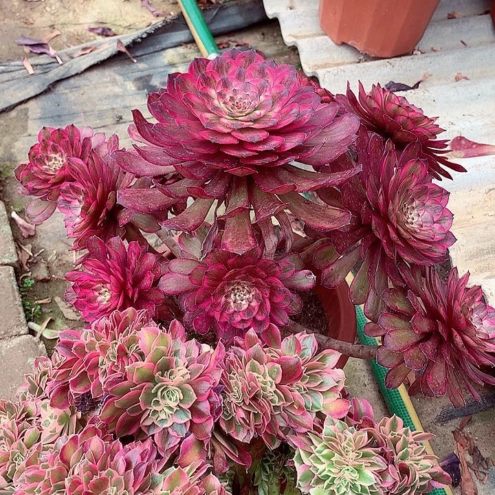 两颗组合，多肉植物