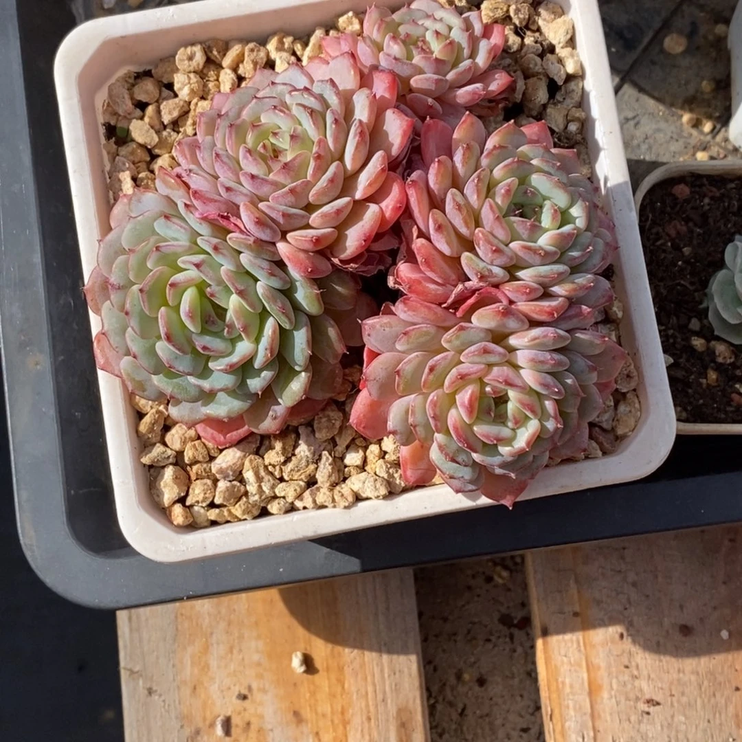 精品多肉一物一拍不包整184