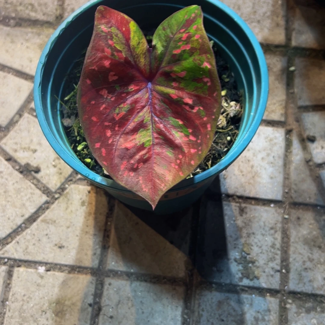 M***像完全开放5127泰彩