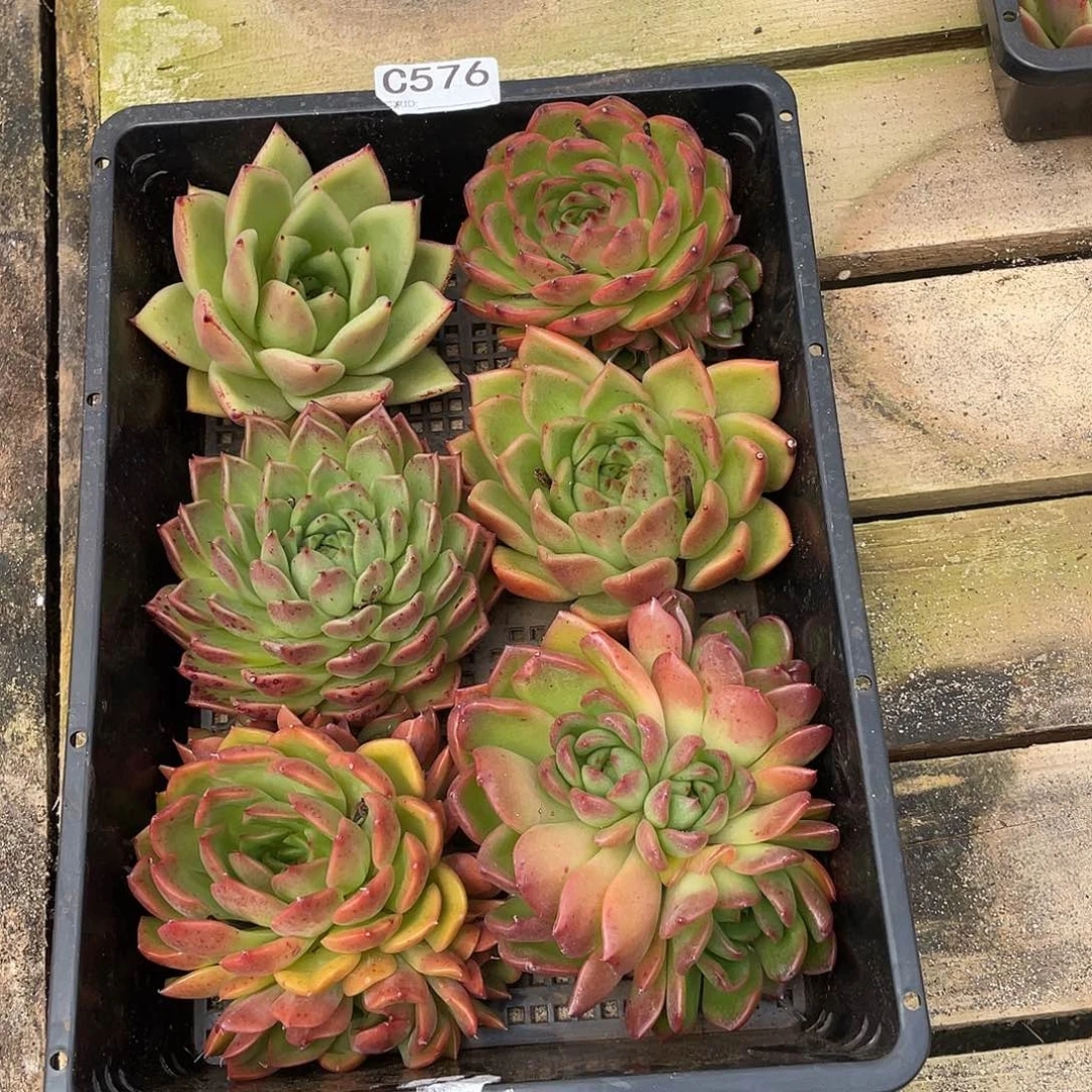 若如东云组拍C576