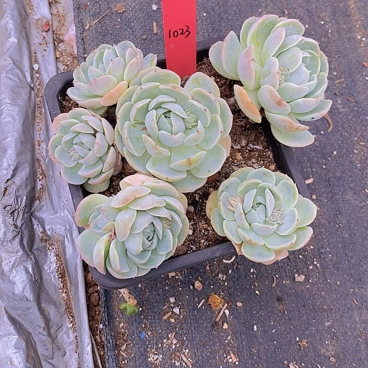 1023多肉植物老桩