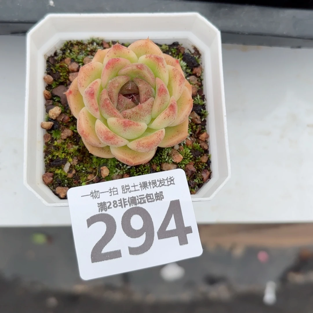 熔岩单头无盆土发货