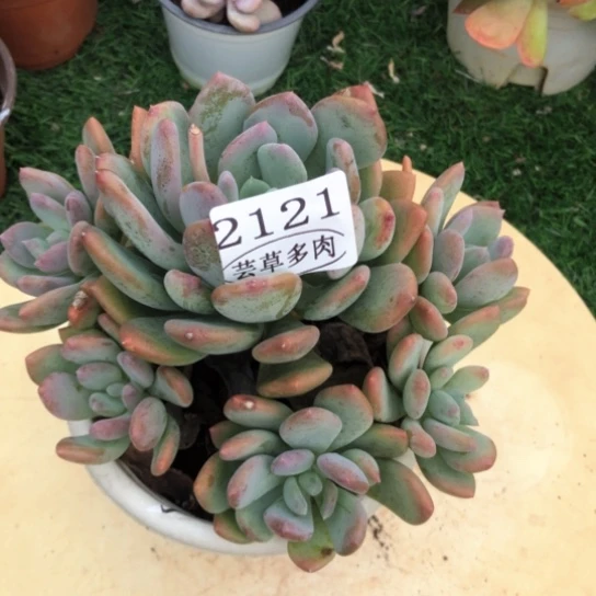 灰姑娘，2121，一物一拍