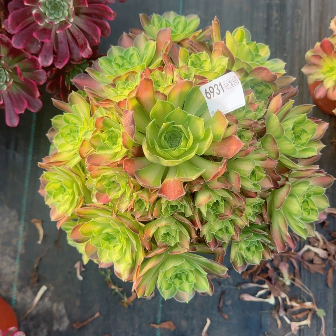 女**烟6931韶华多肉多肉