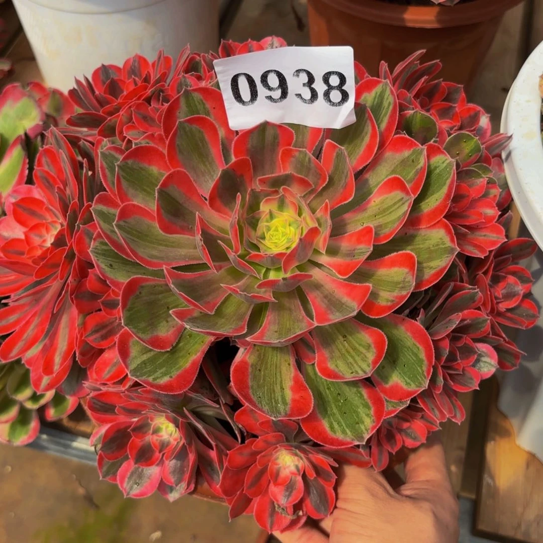 0938多肉植物花样年华