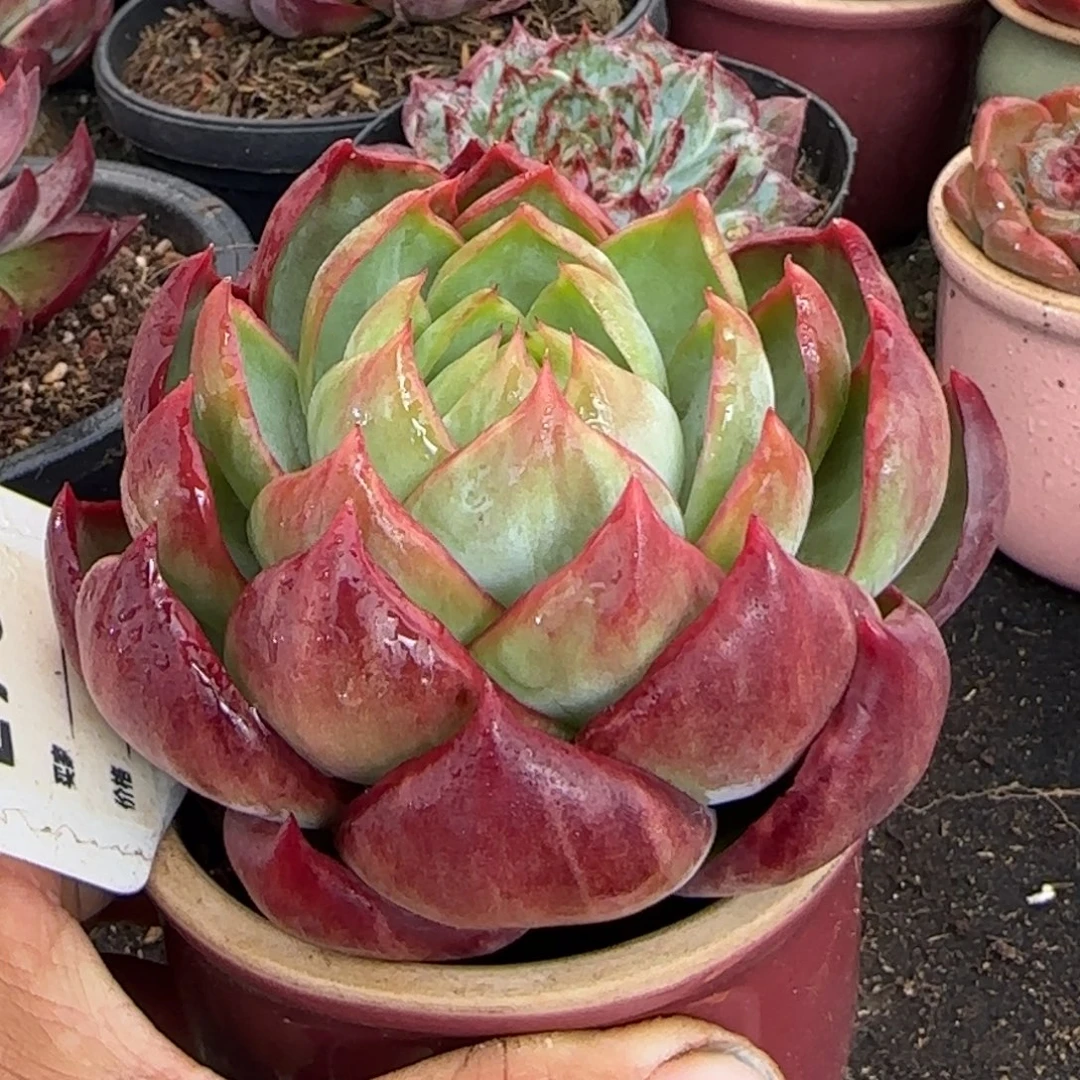 火焰惊鸿一物一拍包装收缩花旱767