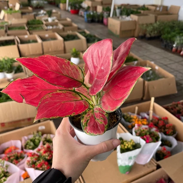 土培吉利红原盆一盆小