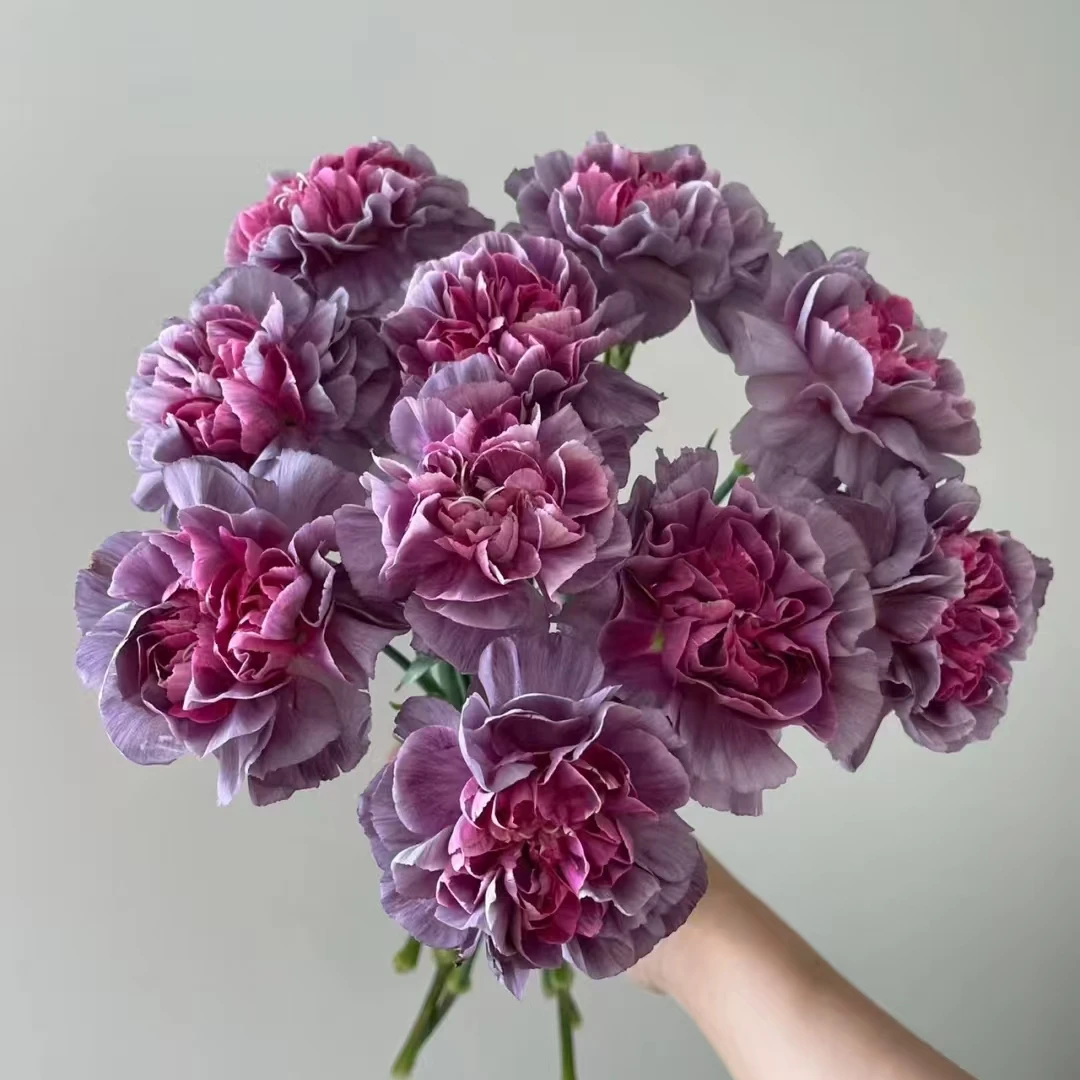 【轶11】野马康乃馨 和鲜花一起凑单哦 收到花带包装醒花