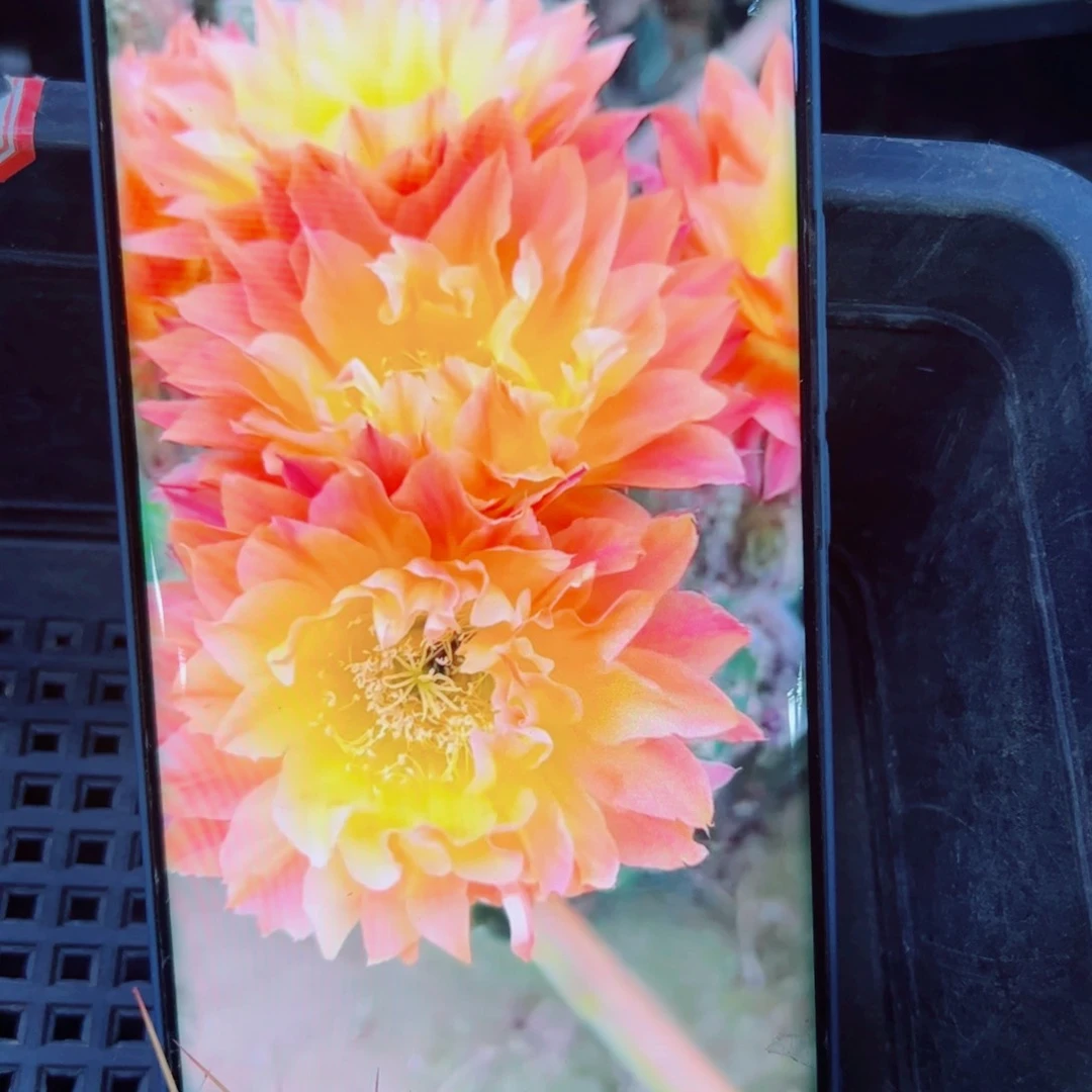 下28彩草国色天香歪无根侧芽4公分左右20包邮