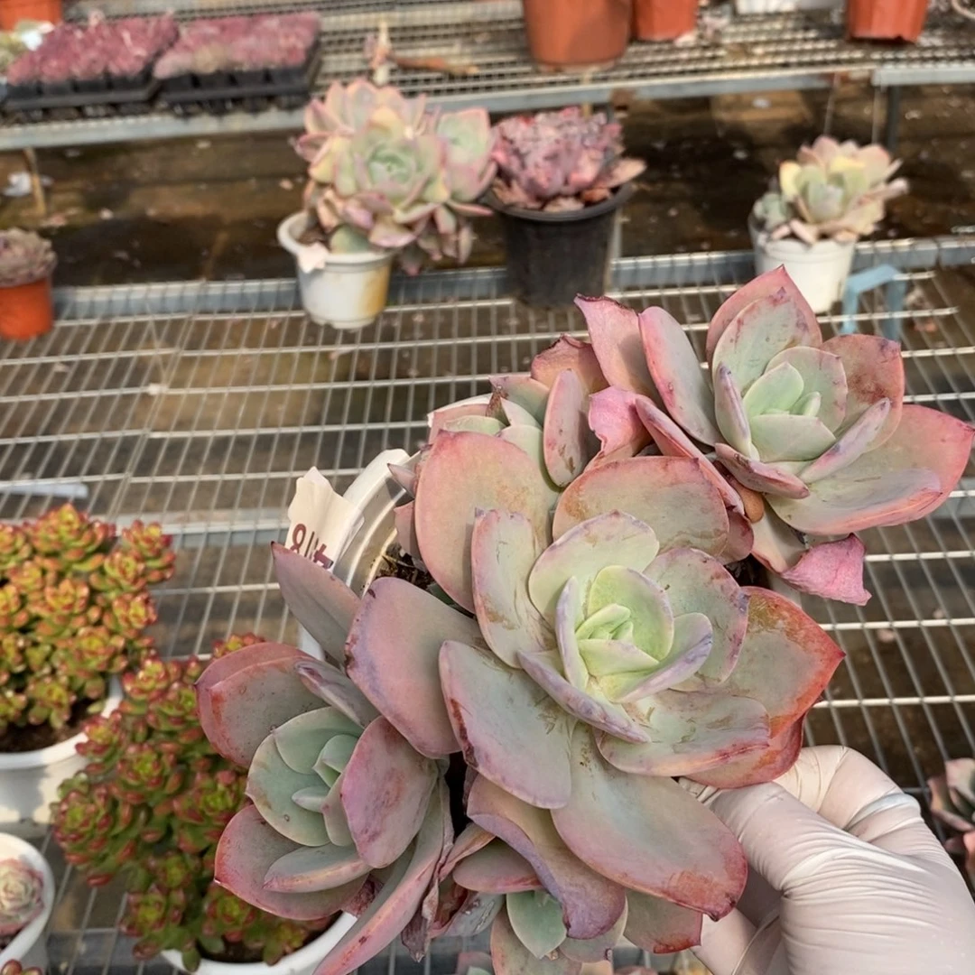 4918血凤多头一物一拍