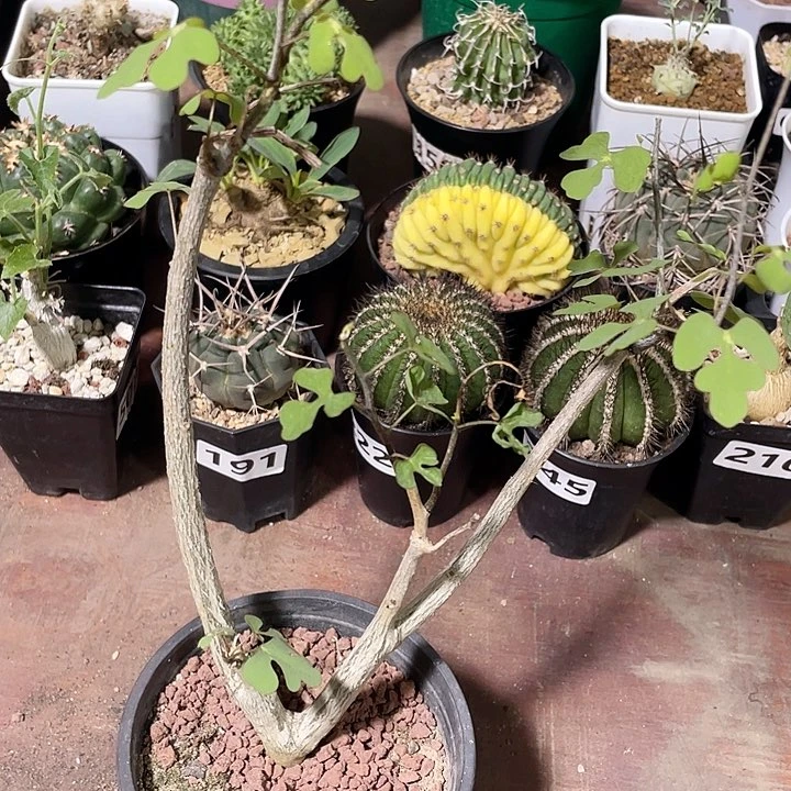 231鳄鱼腺蔓块根，