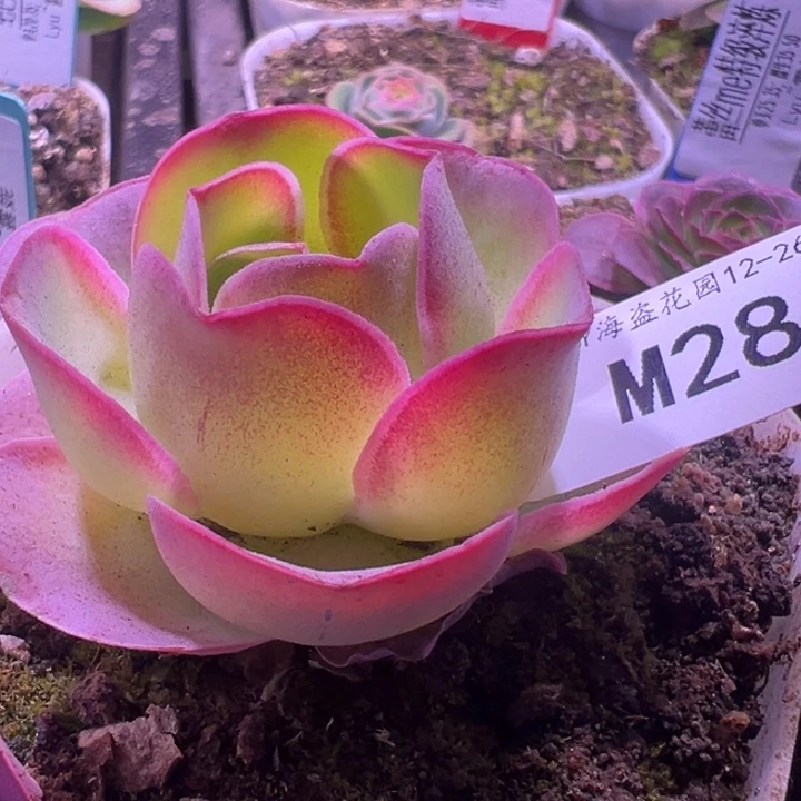 苗苗露妮彩虹多肉28