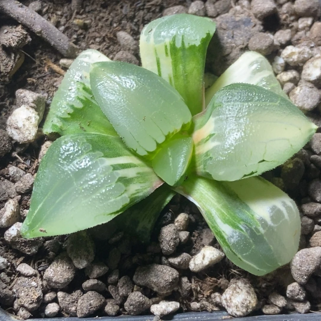 极上斑糯阿锦一物一拍