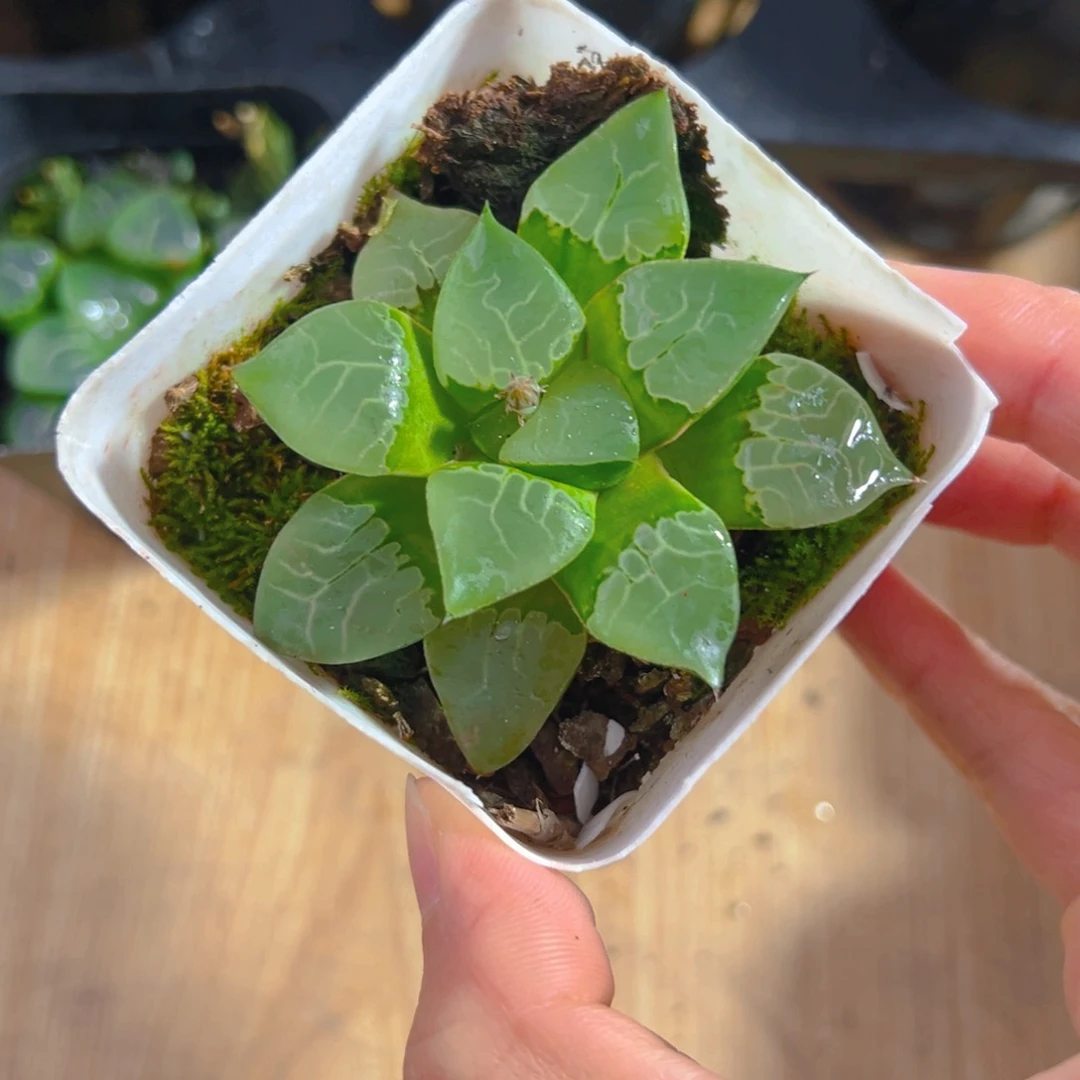火凤凰玉露多肉1