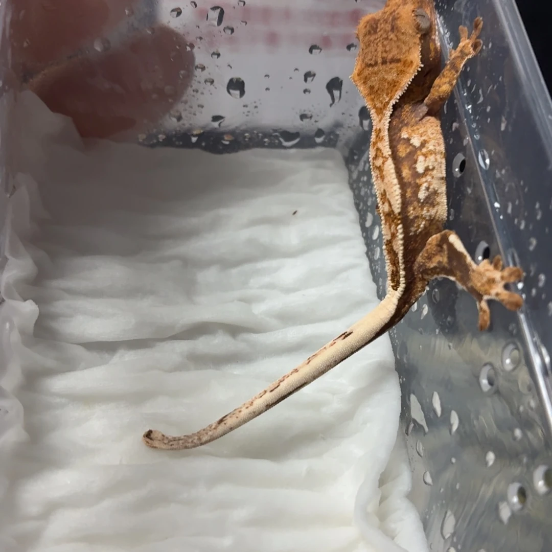 睫角守宫睫角守宫可爱入门