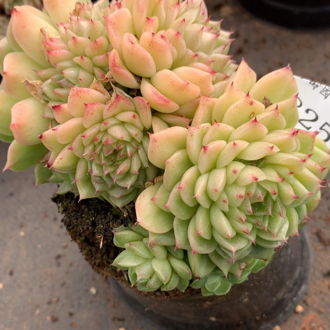 8****95825不包整散掉头不售后