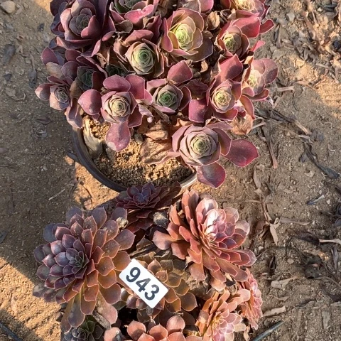 943两颗法师多肉植物