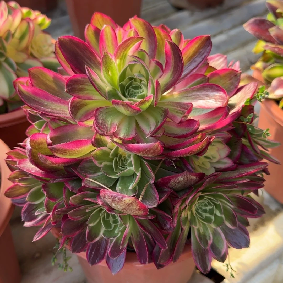 花好月又圆0306～5