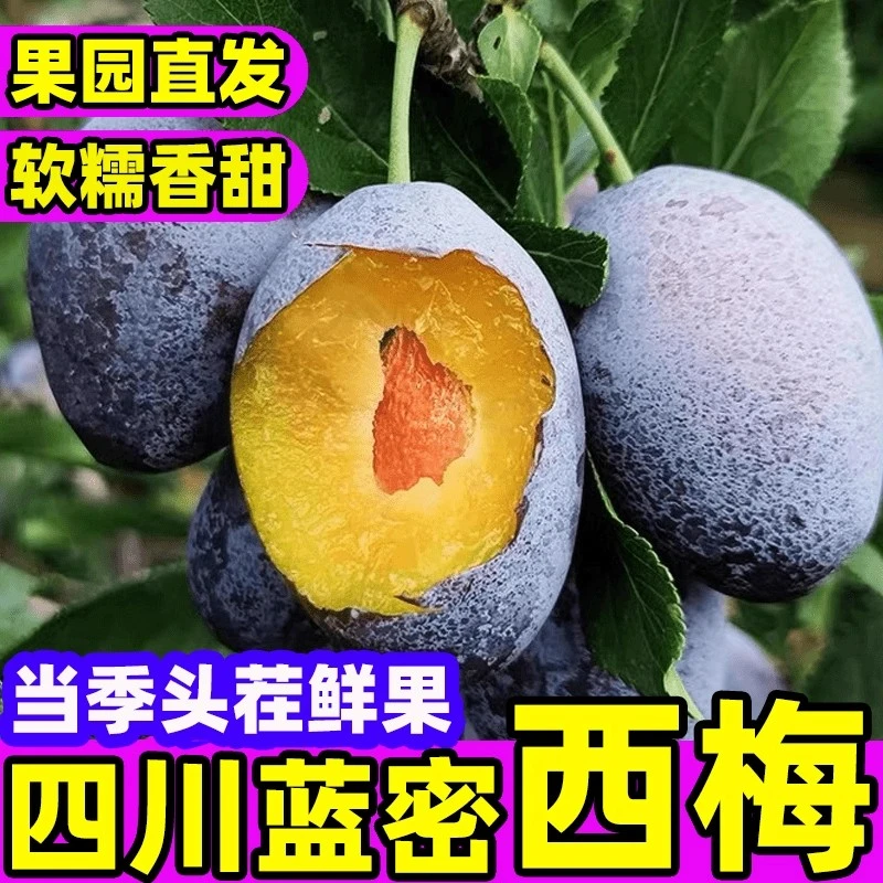 新鲜现摘正宗四川西梅鲜果酸甜可口新鲜水果当季水果