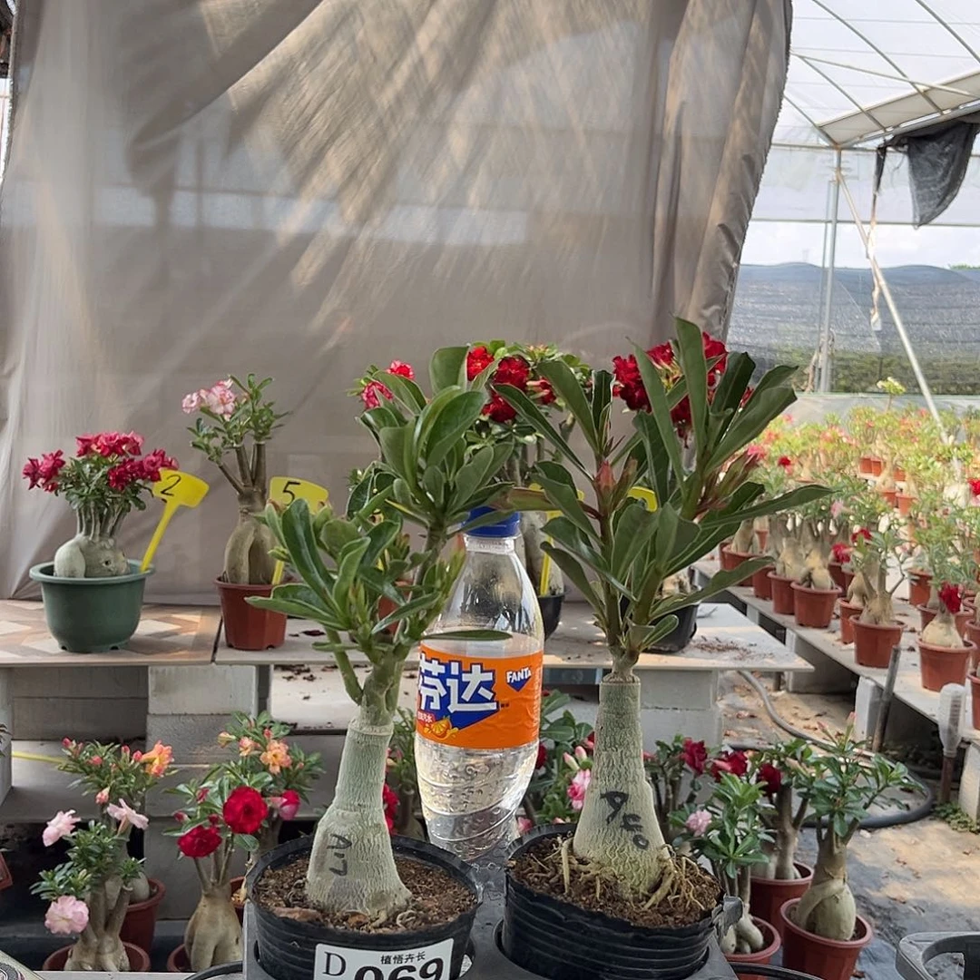 069俏佳人+法拉利原盆土