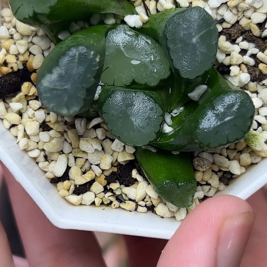 大爆炸万象十二卷多肉植物