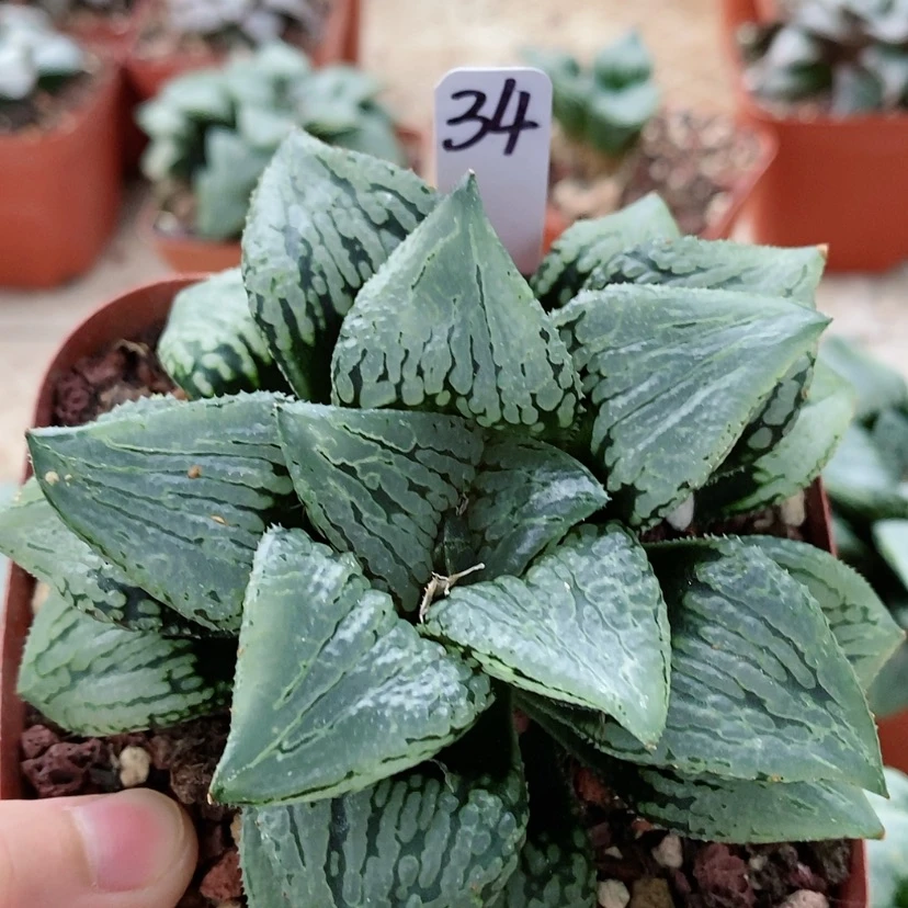 【闪购商品】34玛丽丽