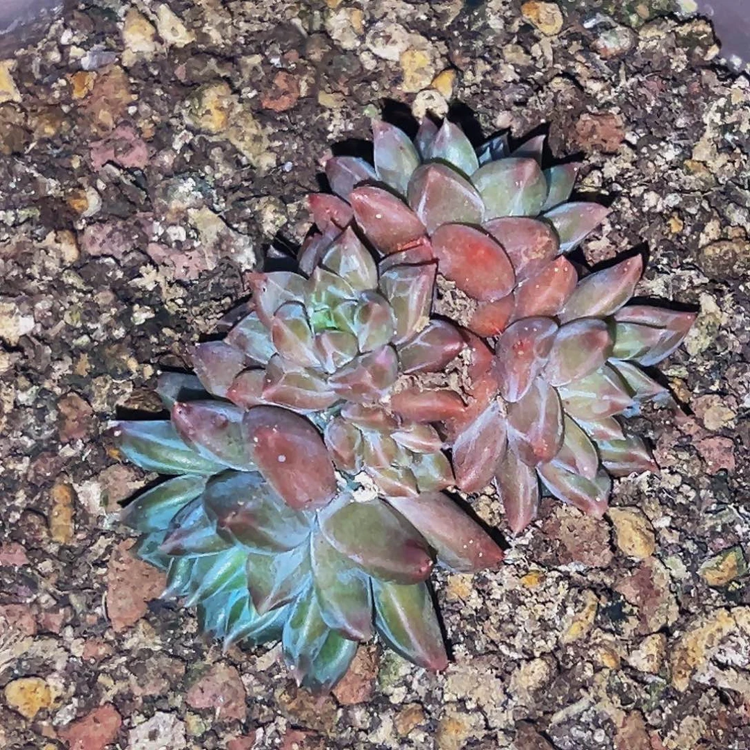 桔云多肉美人精品系列