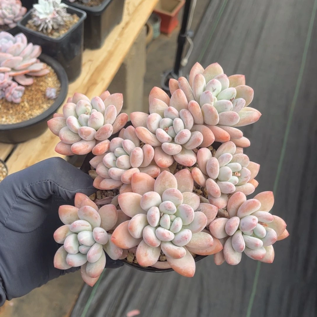 一物一拍不支持退换