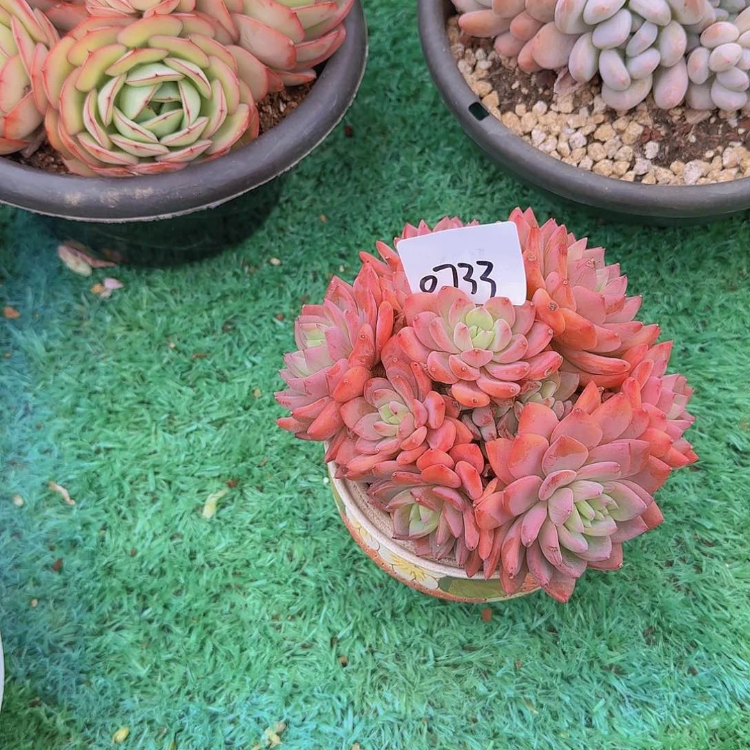 地***罐0733美林哒多肉