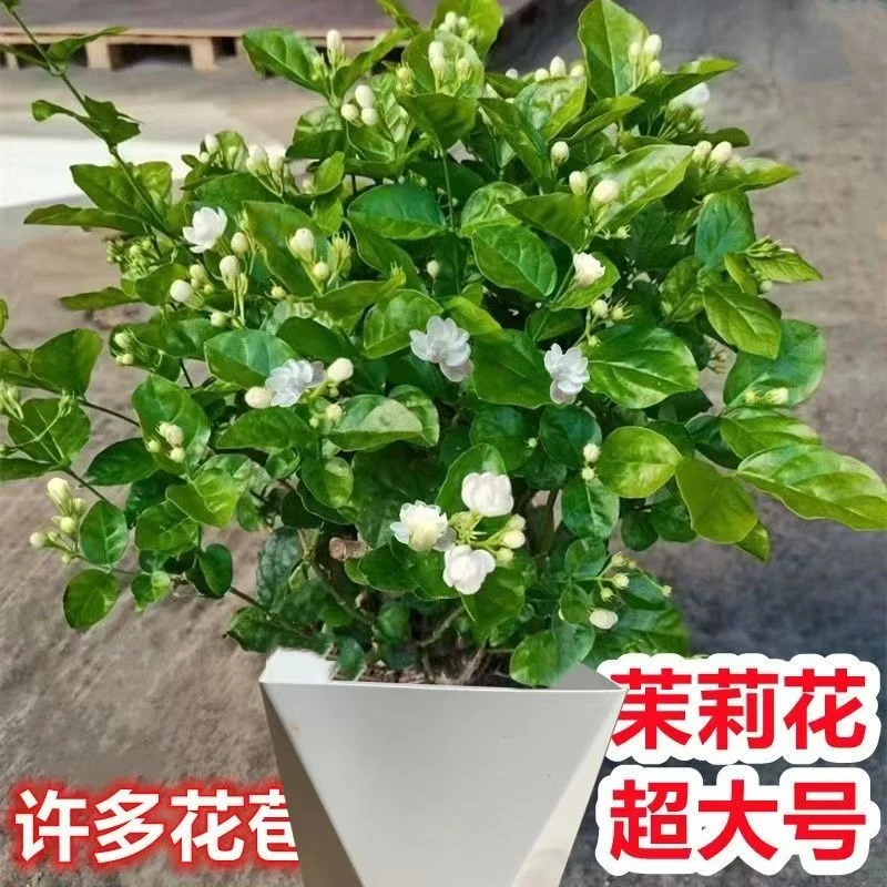 茉莉花盆栽重瓣浓香开花不断四季好养室内阳台庭院驱蚊防蚊观花卉
