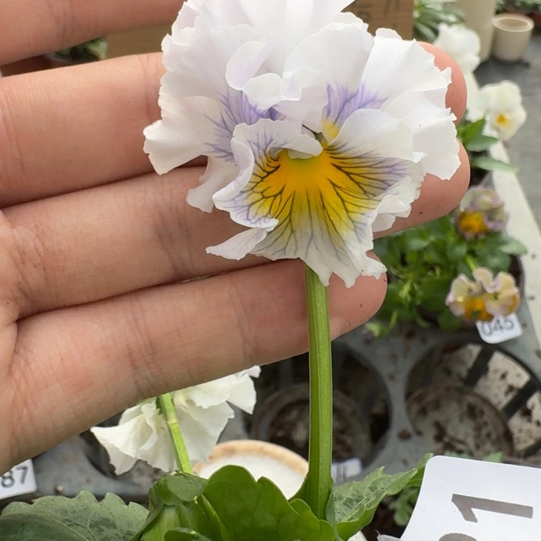 大部分花苞少量开放131