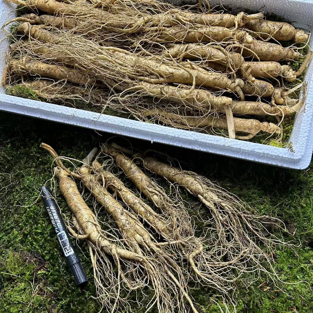 福利款长白山人参