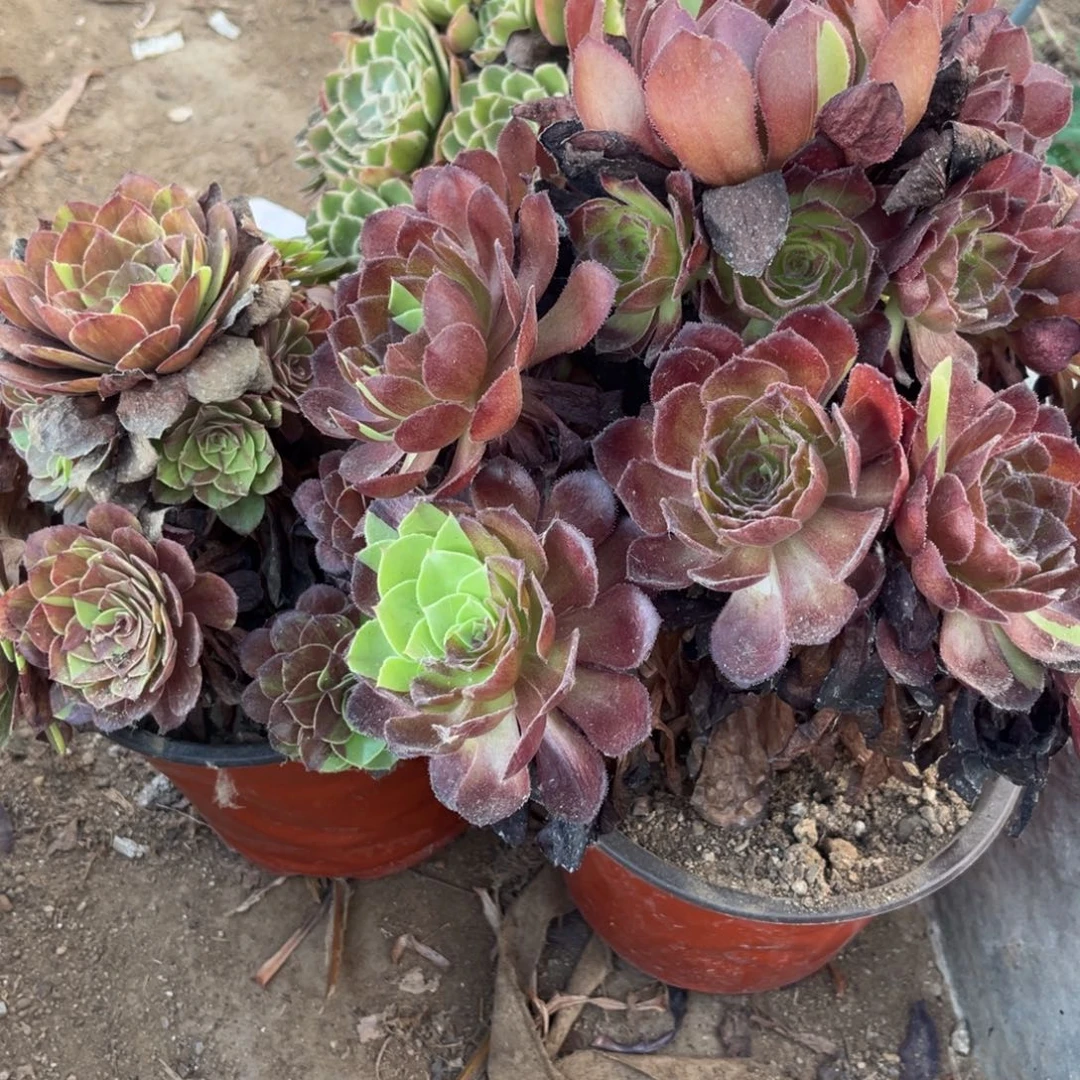 多肉法师套餐016号