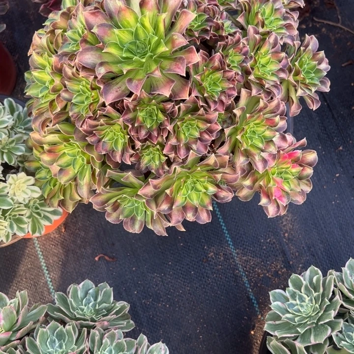 韶华多肉植物花花