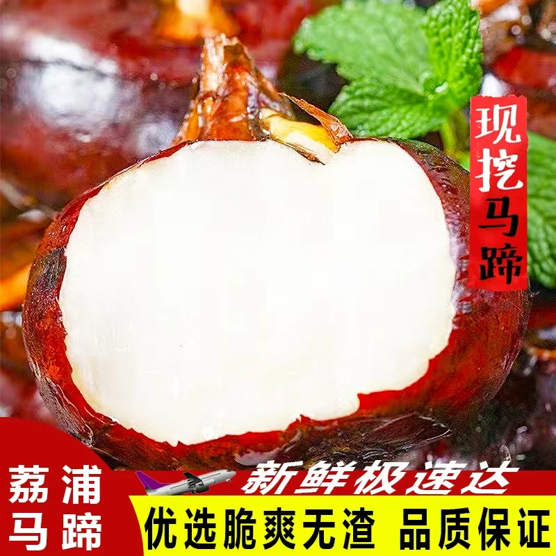 广西红皮水果马蹄脆甜多汁