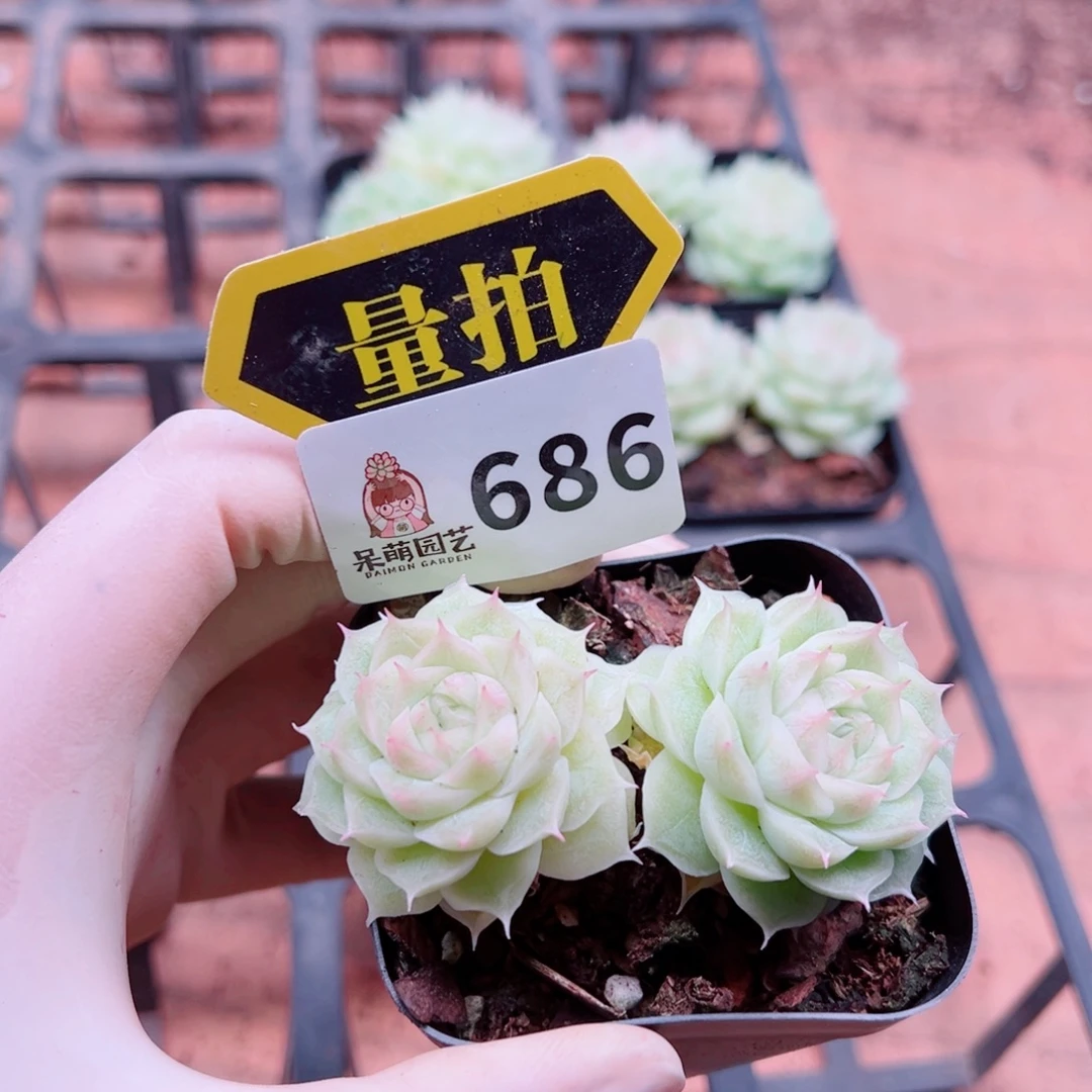多肉植物多肉植物