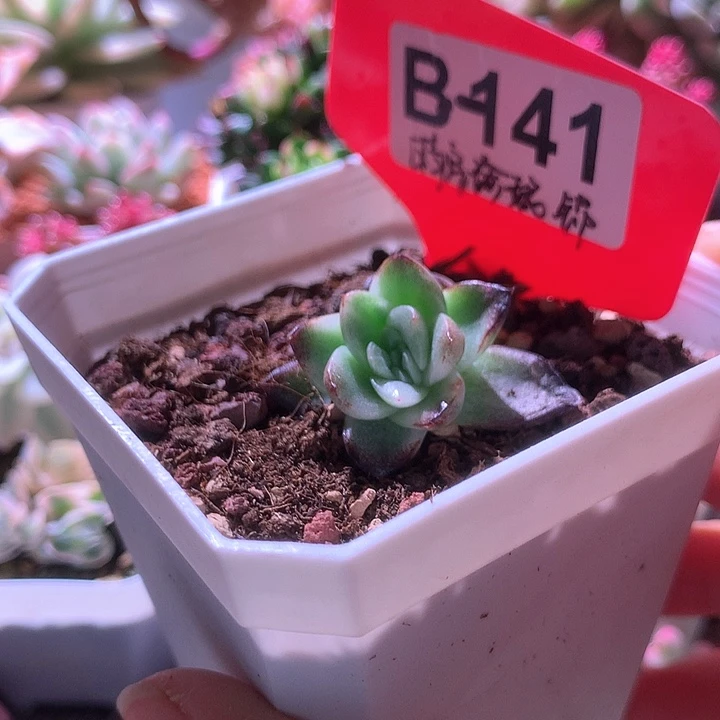 晴空珍妮锦有根有根