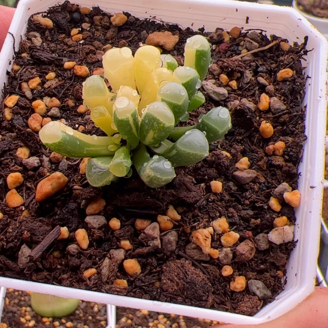 11.2五十锦多肉植物78