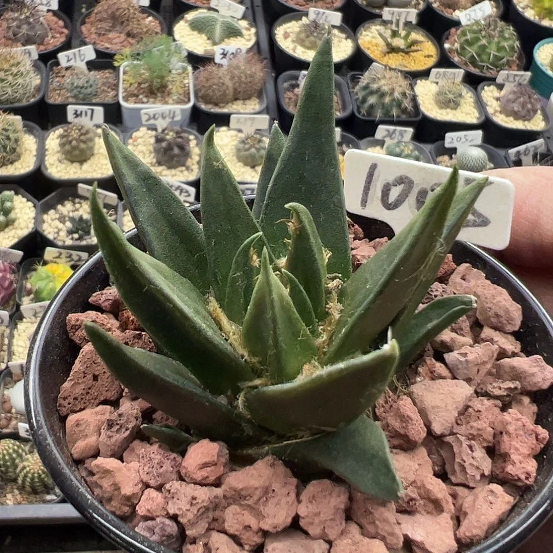 1005龙牙牡丹实生