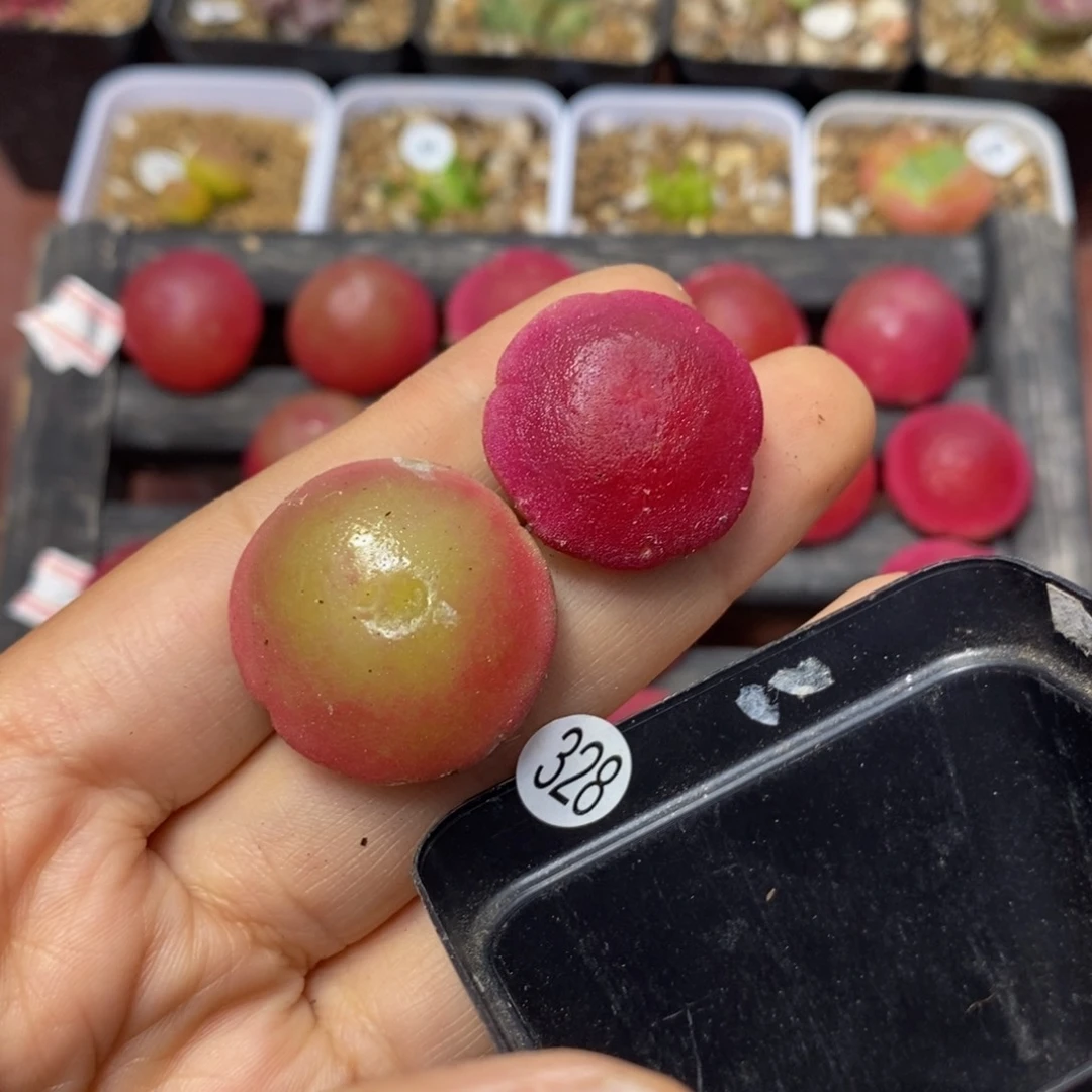 c*?小瑕疵灯泡两颗多肉植物328