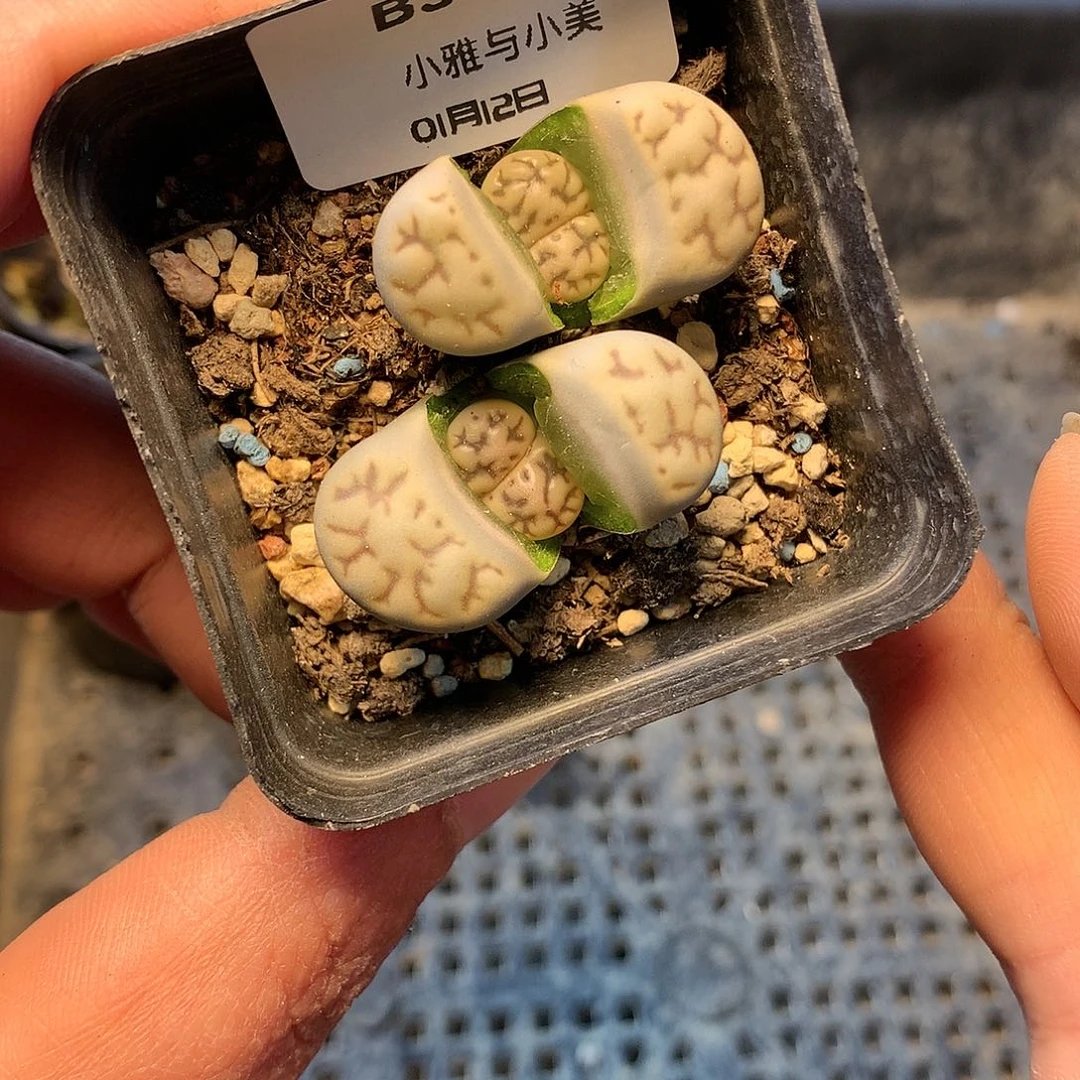 B345多肉植物保护研究所