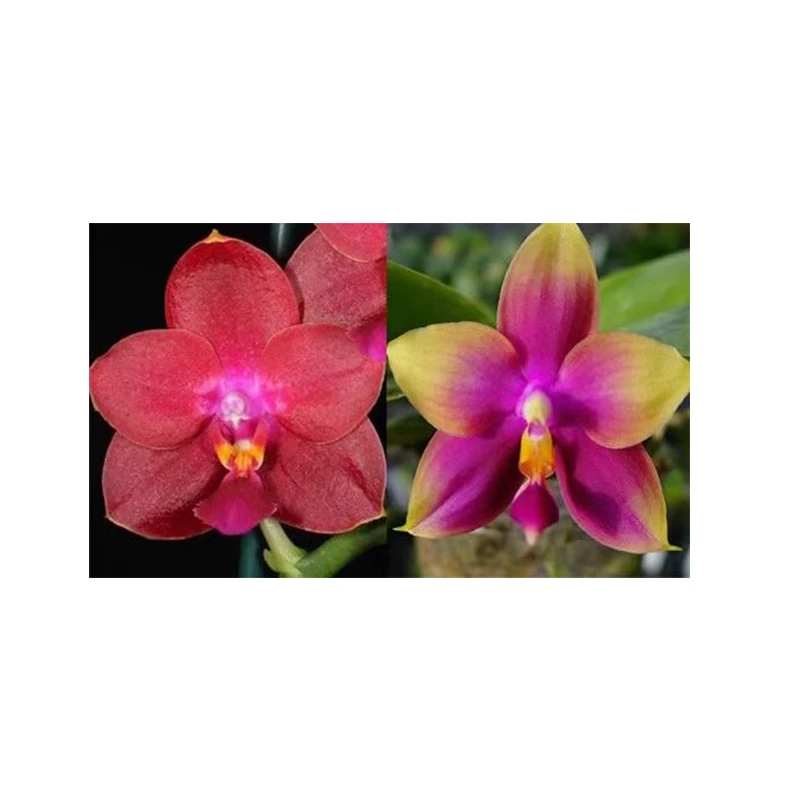 2.5寸 夏威夷龙女交郑敏-开花株 蝴蝶兰 商品兰