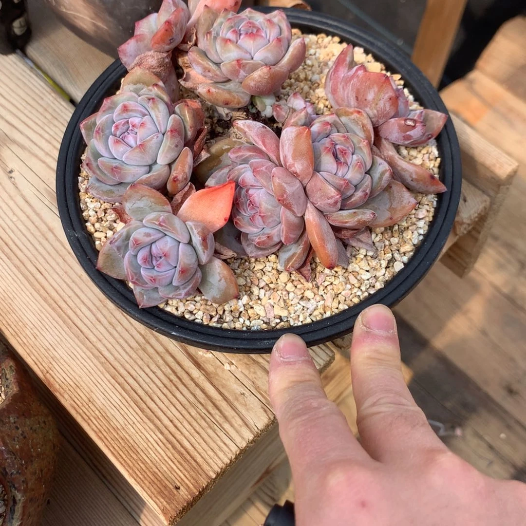 r****iRuirui突尼斯发货多肉