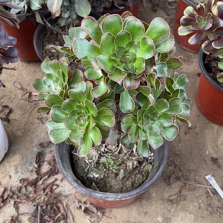 拉丝锦玫瑰玫瑰玫瑰