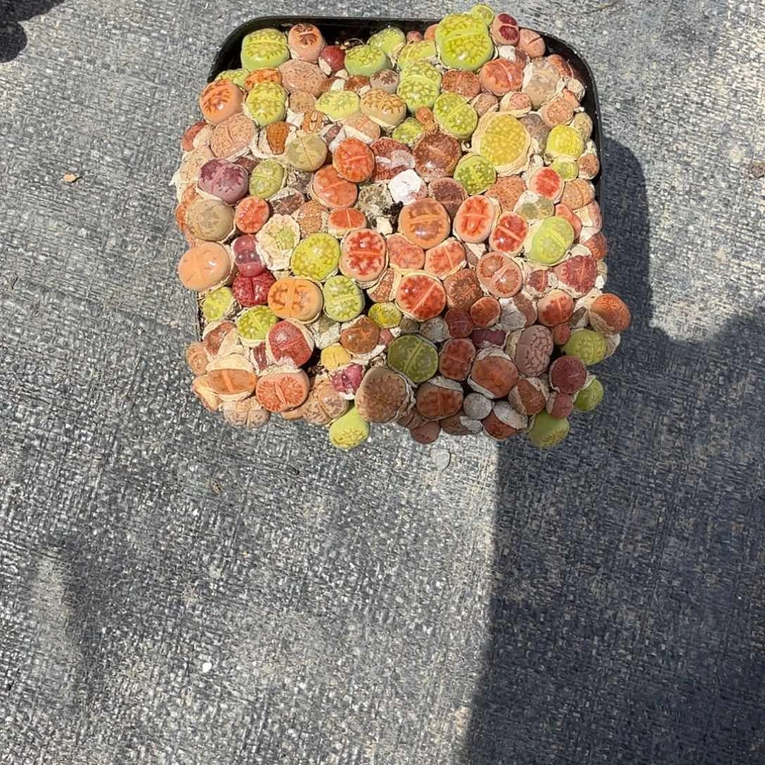 生石花多肉植物精品特价