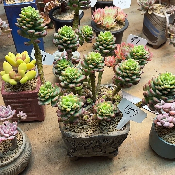 多肉植物，香格里拉159号