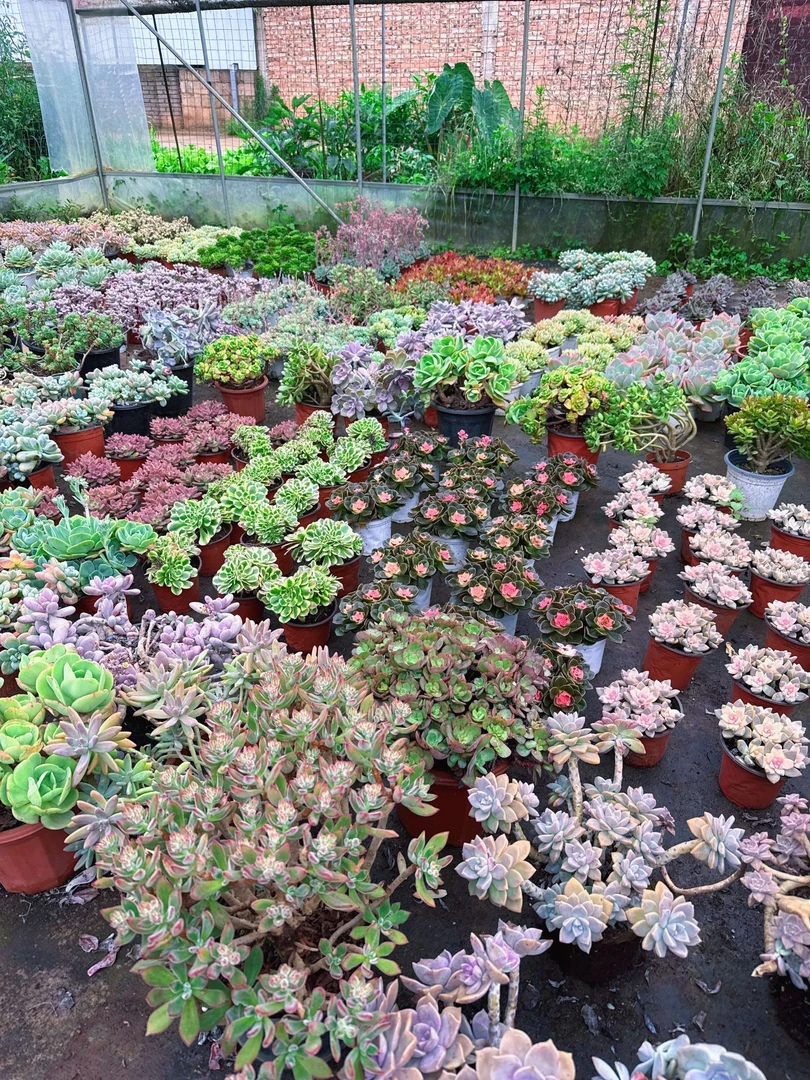 满满一箱5到8颗（品种任意）     多肉植物