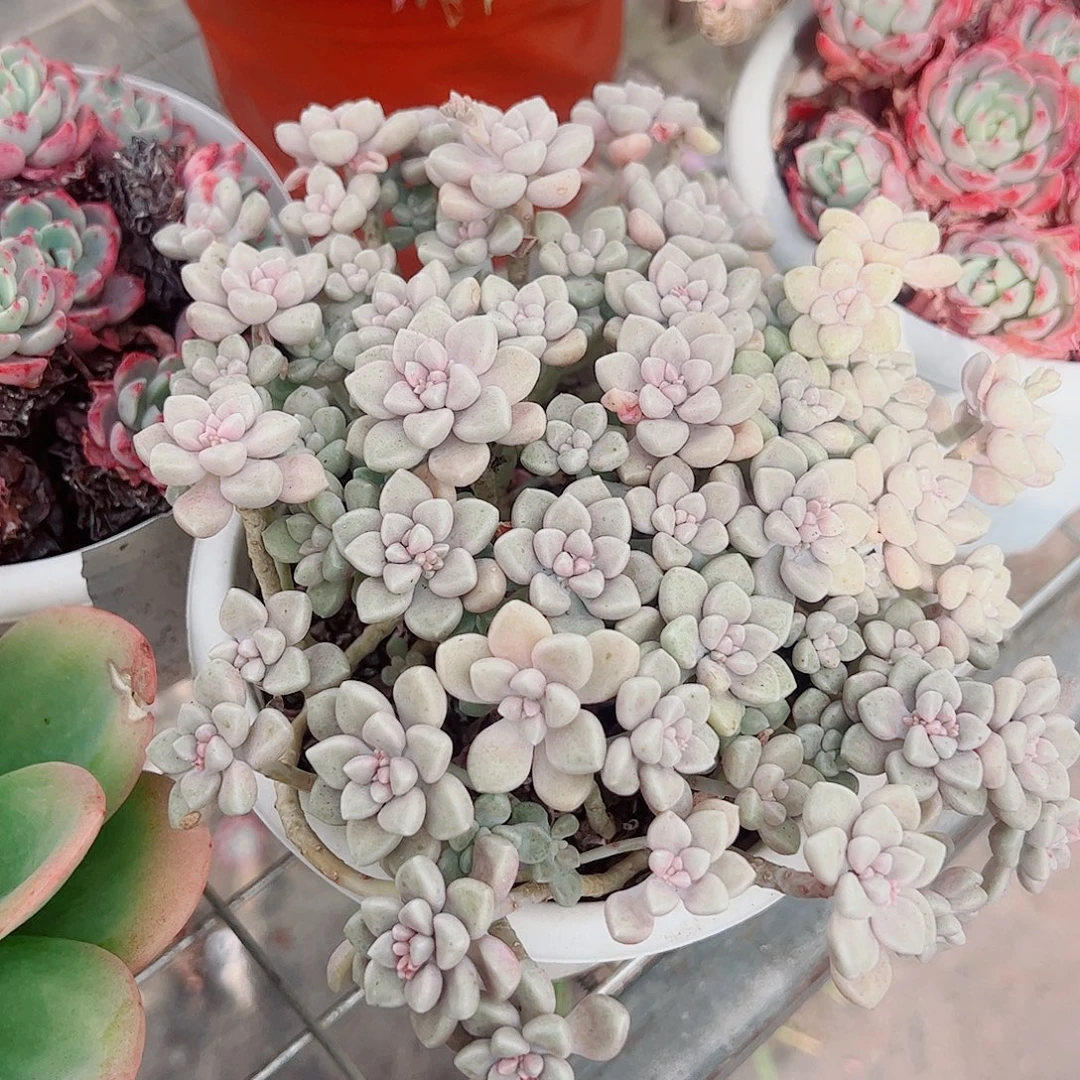 丸叶姬秋丽多头造型精品