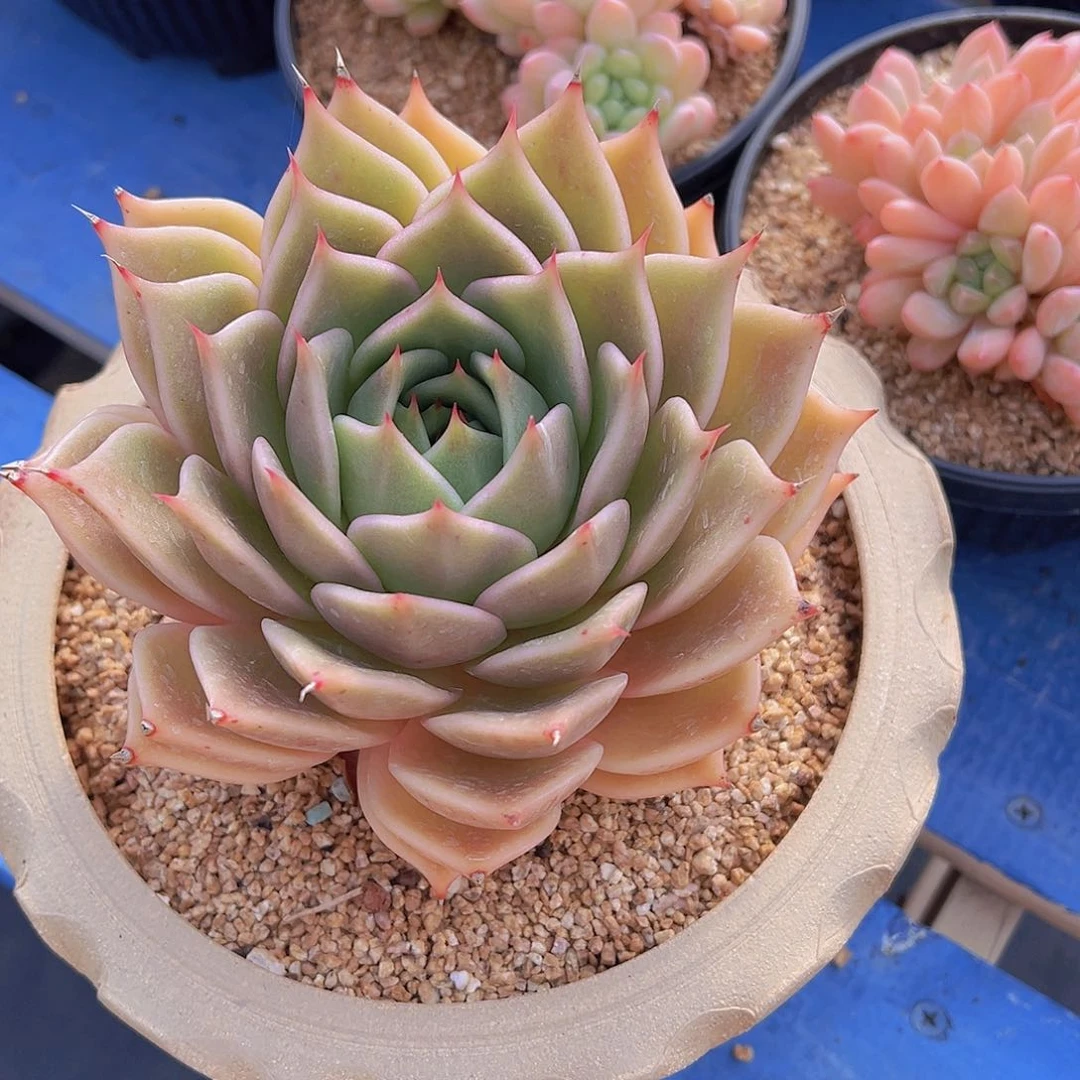 虎***战托斯皮，多肉植物，