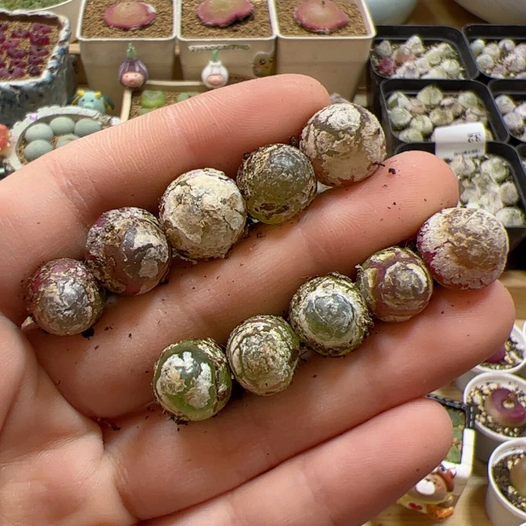 【闪购商品】229 灯泡一手